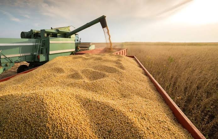 Soybean